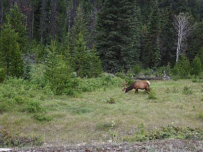 Elk Along Highway